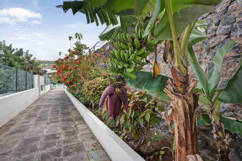 Paradise Studio Belair Wifi, Piscina, Parking Puerto de la Cruz  Eksteriør billede